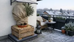 Olivenbaum im Kübel überwintern: ab welchen Temperaturen du ihn reinholen solltest