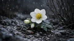 Weihnachtsrose richtig pflegen: Standort, Gießen und Erde für lange Winterblüten