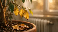 Ficus benjamina verliert im Winter Blätter? Die häufigsten Ursachen und was sofort hilft
